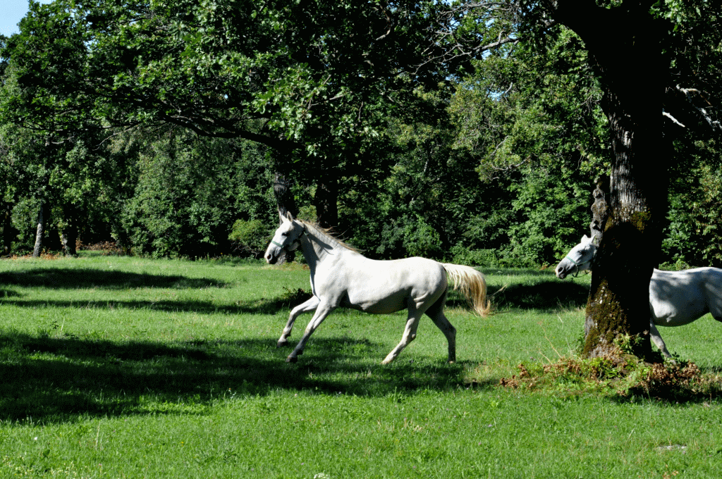 Lipica – eines der ältesten Pferdegestüte der Welt