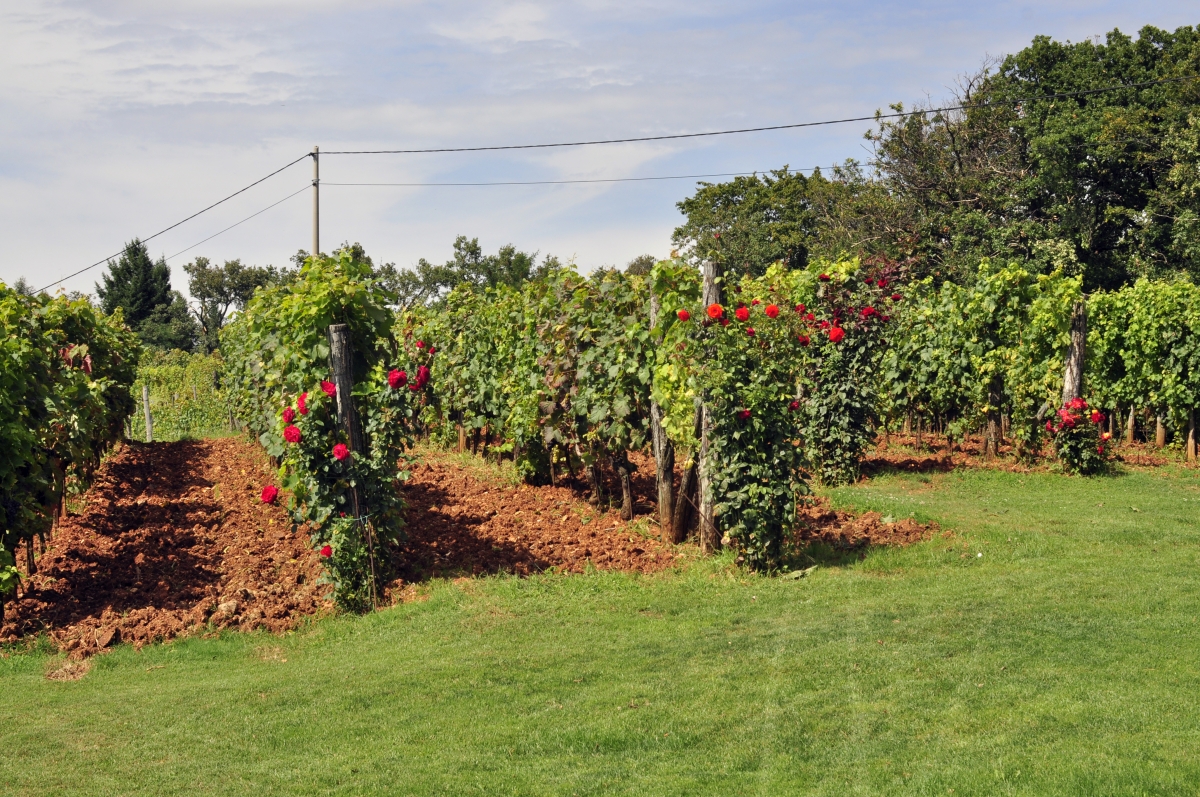 Vodopivec farm 