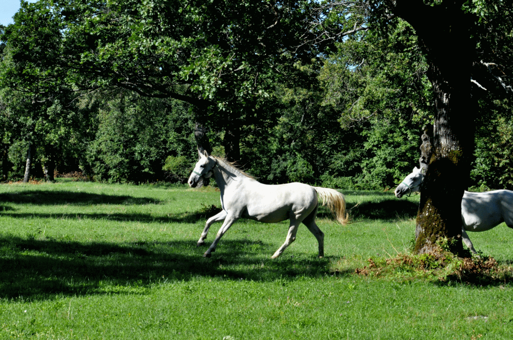 Lipica – One of the Oldest Stud Farms in the World